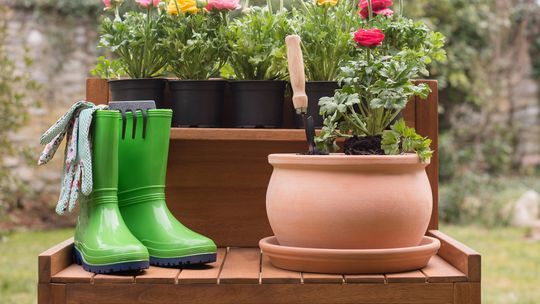 Co sadzić w ogrodzie w marcu? Te kwiaty możesz posadzić już teraz