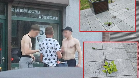Wyrywał kwiaty, terroryzował ludzi i wchodził pod samochody! Mężczyzny nie udało się zatrzymać