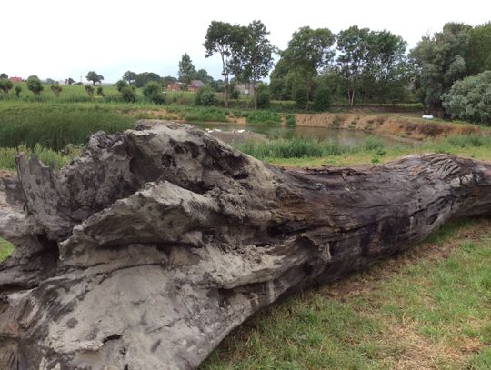 1000-letni dąb wydobyty - co dalej? Jak zagospodarować kolosa?