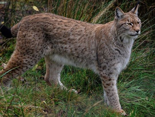 11 czerwca 2025 r. - Ważny dzień w kalendarzu. Międzynarodowy Dzień Rysia