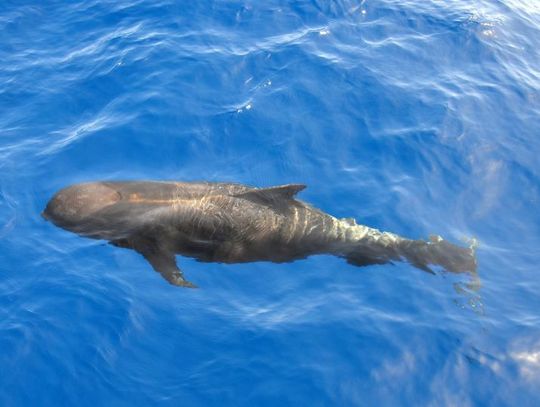 15 lutego 2026 r. - Ważny dzień w kalendarzu. Światowy Dzień Wielorybów