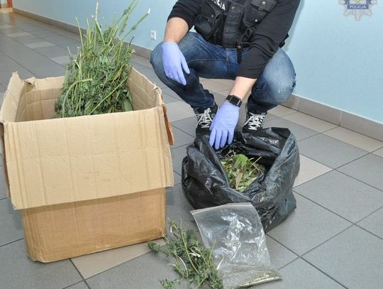 19-latek odpowie za posiadanie marihuany i uprawę konopi 