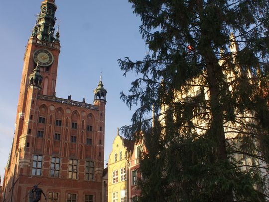 25-metrowa choina na Długim Targu