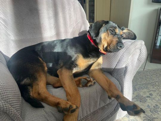 26 sierpnia 2025 r. - Ważny dzień w kalendarzu. Międzynarodowy Dzień Psa