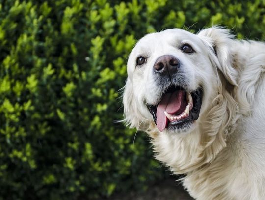 3 lutego 2025 r. - Ważny dzień w kalendarzu. Międzynarodowy Dzień Golden Retrievera