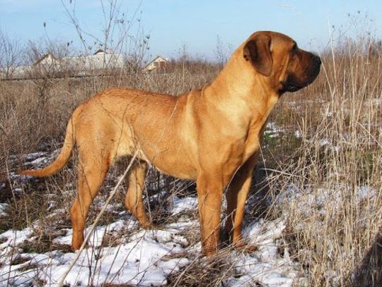 3,5-latek poturbowany przez psa. Właścicielka może usłyszeć zarzuty