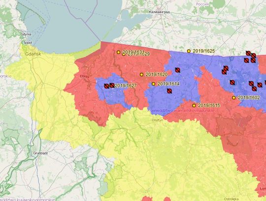 45 ognisko ASF w 2019 r. Strefy czerwone w powiecie sztumskim i malborskim