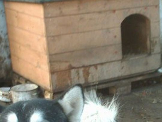 5-letni chłopiec pogryziony przez psa