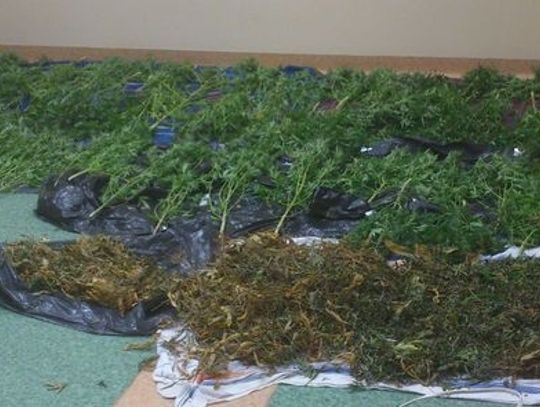 62 doniczki w domowej plantacji