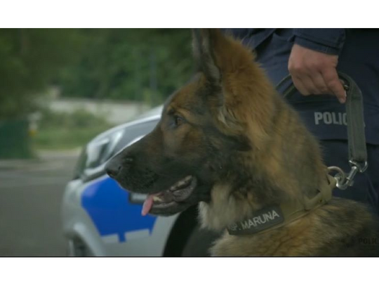 84-letnia mieszkanka Gdyni odnaleziona przez psa policyjnego