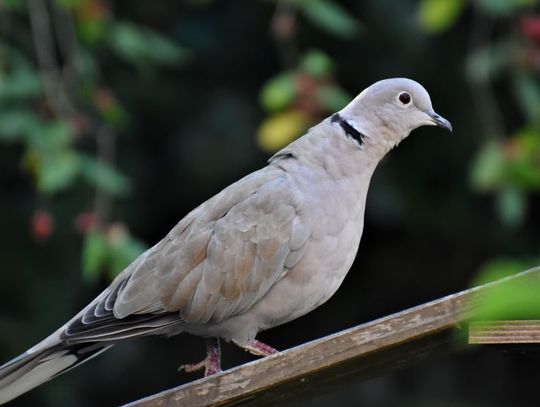 9 kwietnia 2026 r. - Ważny dzień w kalendarzu. Światowy Dzień Gołębia