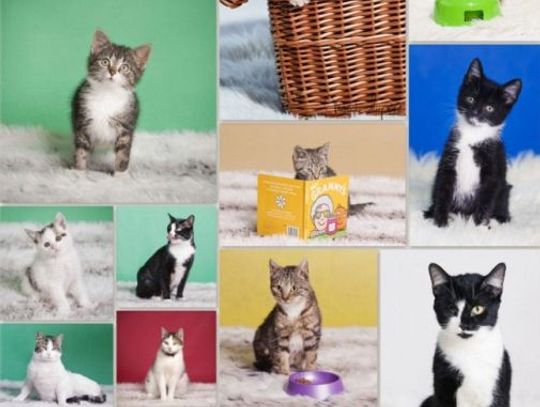 A MY MAMY KOTY!, czyli Międzynarodowy Dzień Kota w Promyku