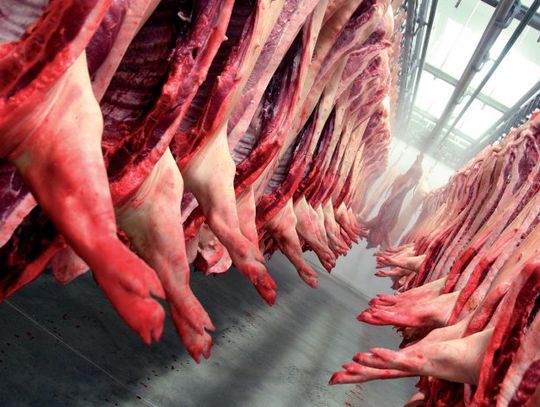 Afera "mięsna". Czy w naszych ubojniach jest bezpiecznie?