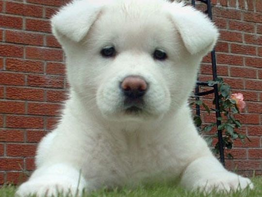 Akita – symbol psiej wierności. Dobra niania dla dzieci