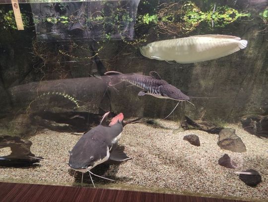 Akwarium w Gdyni dostało ponad 2 mln zł więcej dofinansowania z UE na rozbudowę. Zmiany będą ogromne 