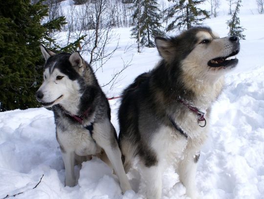 Alaskan Malamute z lodowej krainy