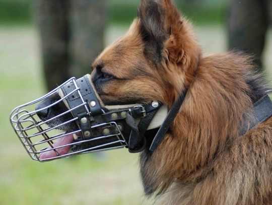 Alibi zaskoczył włamywacza