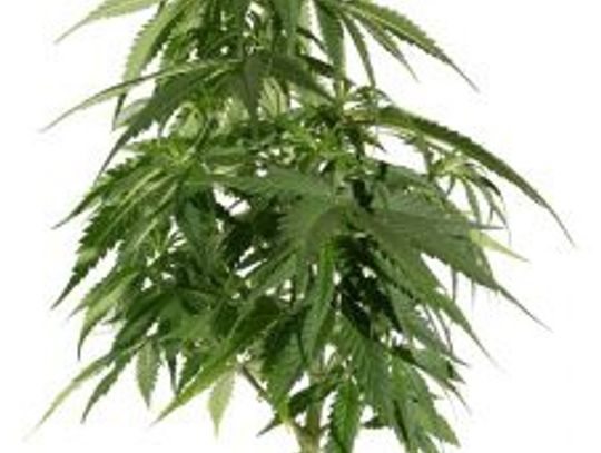 Amfetamina i marihuana w oplu