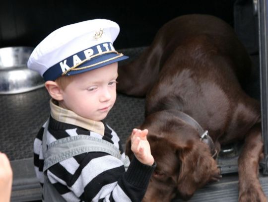 Amstaff, czarny pudelek i york - gdy jego pan się "załatwia"