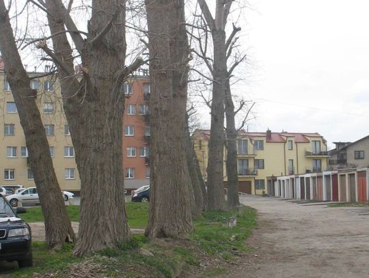 Apelowali o wycinkę drzew... Tymczasem wniosek wciąż nie został złożony...