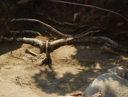 Archeolodzy kontynuują prace w Gniewie