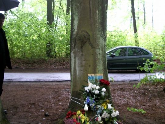 BALEWO. Szumi sobie las… Tajemniczy wizerunek na drzewie. Pochylona Matka Boska? 