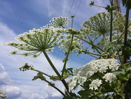 Barszcz Sosnowskiego - uwaga na zabójczą roślinę!