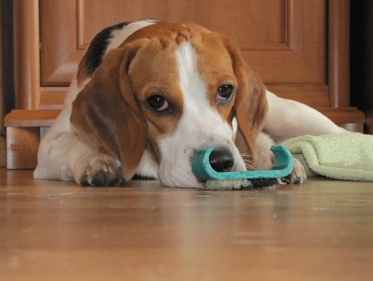 Beagle – pies myśliwski o ujmującym spojrzeniu. Ani odrobiny agresji...