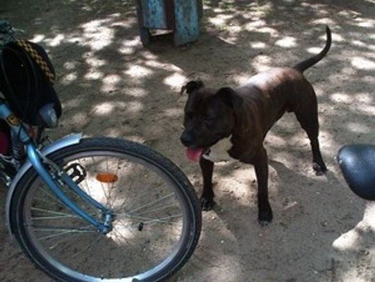 Będą wyłapywać bezdomne psy