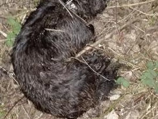 Bestialskie morderstwo bez świadków?! Jak zginął Czaki? Czy policja znajdzie winnych? 