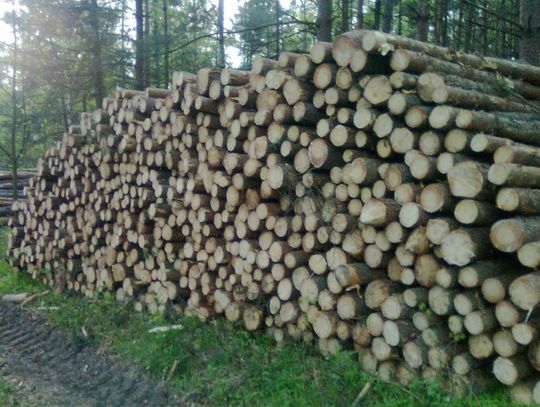 Bestialskie traktowanie ptaków