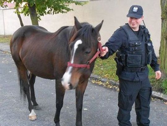 Bezpański koń na osiedlu 