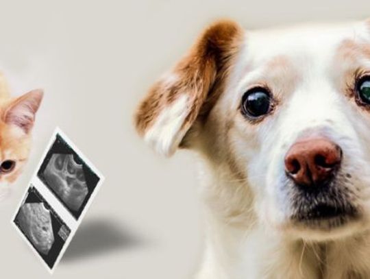 Bezpłatne badania USG psów i kotów