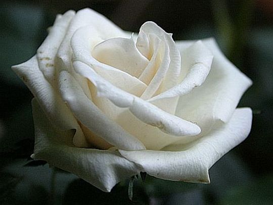 Biała róża - zdradziła zabójcę