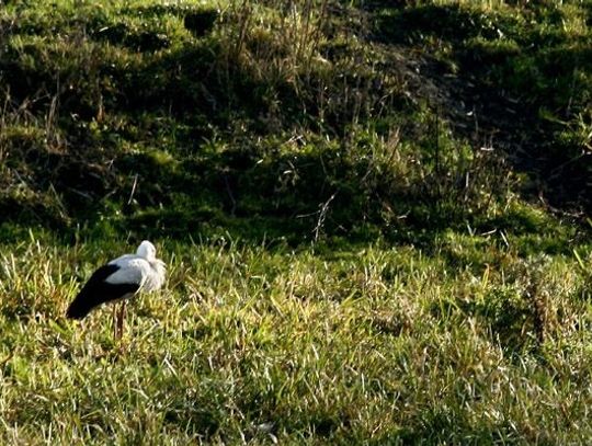 Biały bocian w gminie Gniew - w Jaźwiskach zamiast w... Afryce