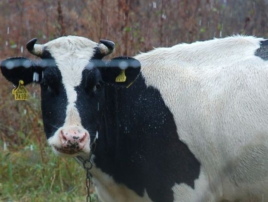 Biedna krasula wyje z zimna!