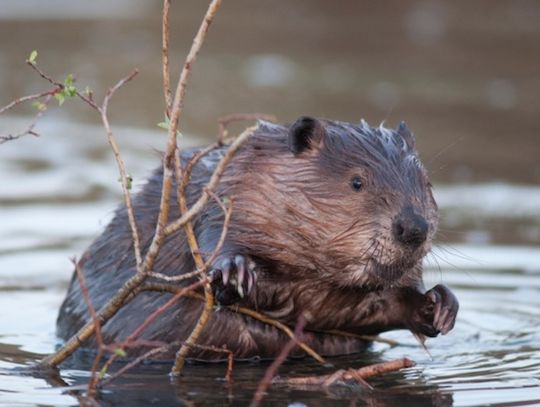 Bobry w mieście? Nowi lokatorzy w centrum miasta
