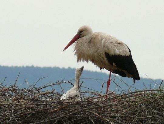 Bocianie narodziny i... wielki apetyt piskląt