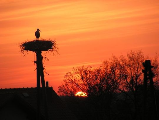 Bociany wróciły do Śliwin. Spodobał się im nowy dom