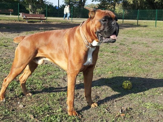 Bokser – pies silny i charyzmatyczny 