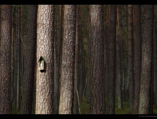 Bolesne memento – degradacja zabytkowych cmentarzy