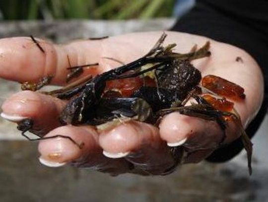 "Bursztyniarz" namierzony przez Straż Graniczną w Stegnie