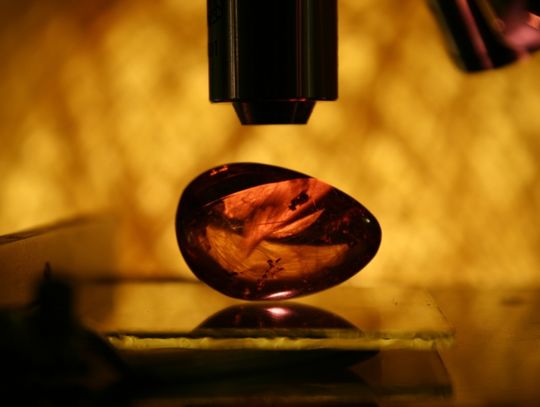 Bursztynowy pierścionek do... zjedzenia