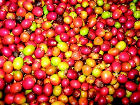 Camu camu i korzeń maca – poznaj ich działanie