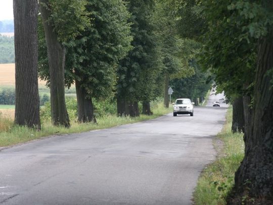 Chcą wyciąć minimum 50 drzew