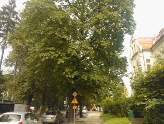 Chcą wyrwać 100-letnie drzewa! Przyroda przegrywa z wygodą