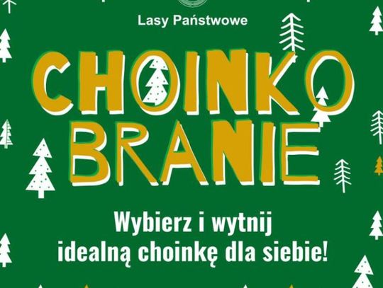Choinkobranie i sprzedaż choinek u leśników
