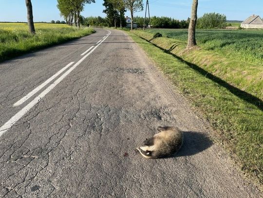 Ciężarna borsuczyca zabita na drodze. Kierowco! Uważaj na dzikie zwierzęta na drodze!