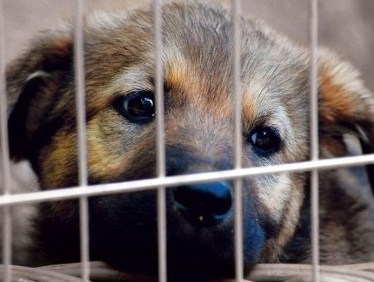 Coraz tłoczniej schronisku dla zwierząt. Jak pomóc porzuconym psiakom?