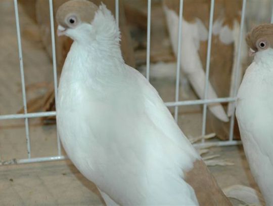 Coś dla gołębiarzy i miłośników ptaków pocztowych